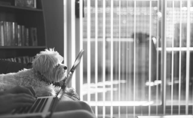 Dog on couch with laptop