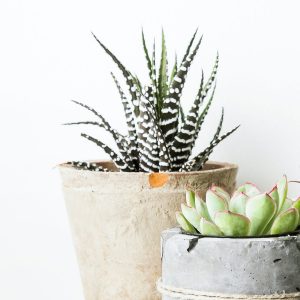 Concrete Planter